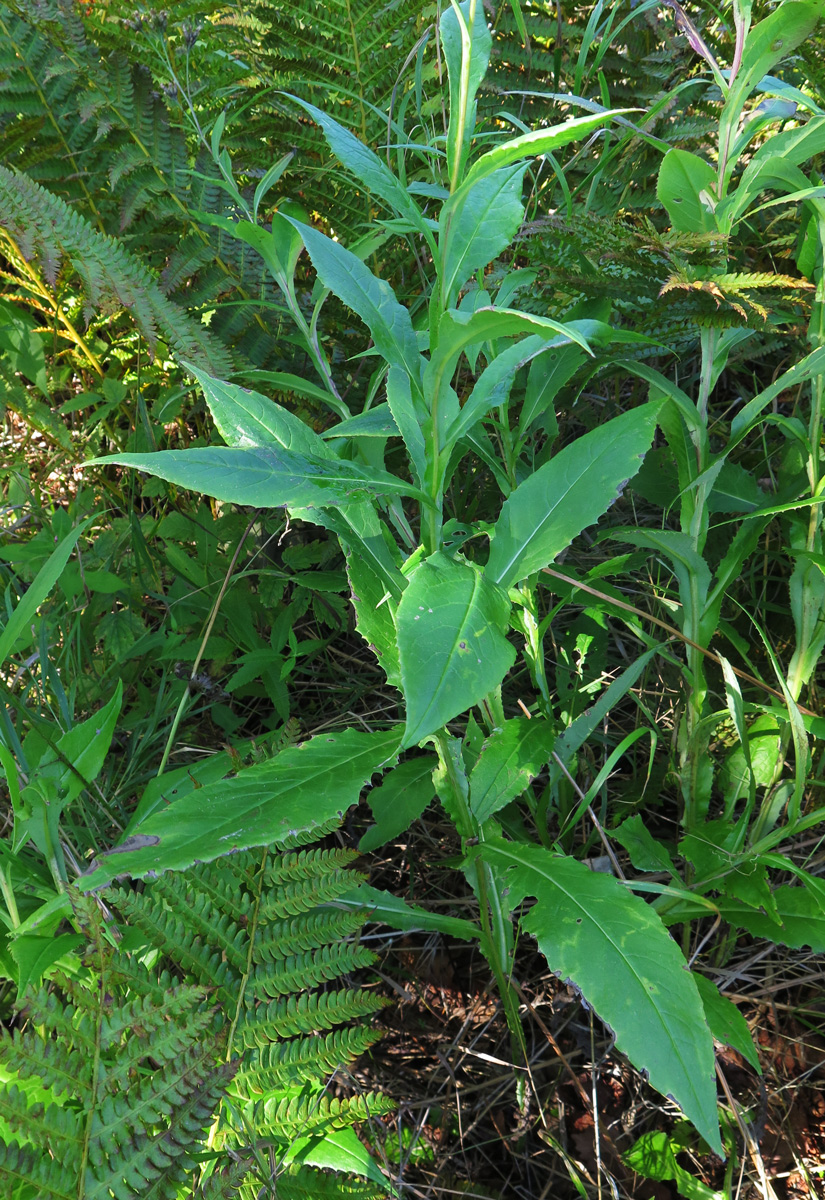 Image of Saussurea neoserrata specimen.