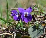 Viola suavis. Цветущее растение. Республика Адыгея, Майкопский р-н, с.-з. край карьера компании \"Волма\", луг. 31 марта 2026 г.