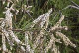 Tamarix africana. Часть ветви с цветущими и отцветающими соцветиями. Испания, Каталония, пров. Жирона, комарка Баш Эмпорда, муниципалитет Пальс, заливные поля, заросли кустарников на пересечении полевых дорог. 23.04.2026.