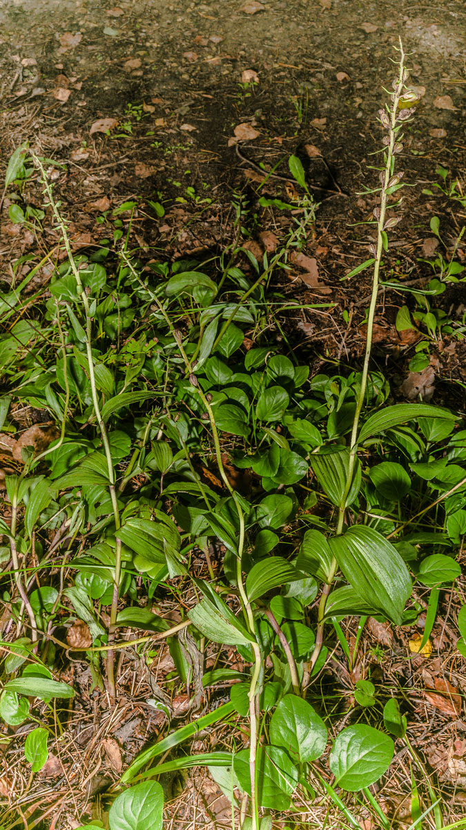 Изображение особи Epipactis atrorubens.
