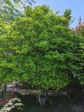 Magnolia liliiflora. Вегетирующее растение. Волгоград, Волгоградский региональный ботанический сад. 23.05.2026.