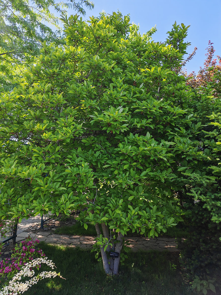 Изображение особи Magnolia liliiflora.