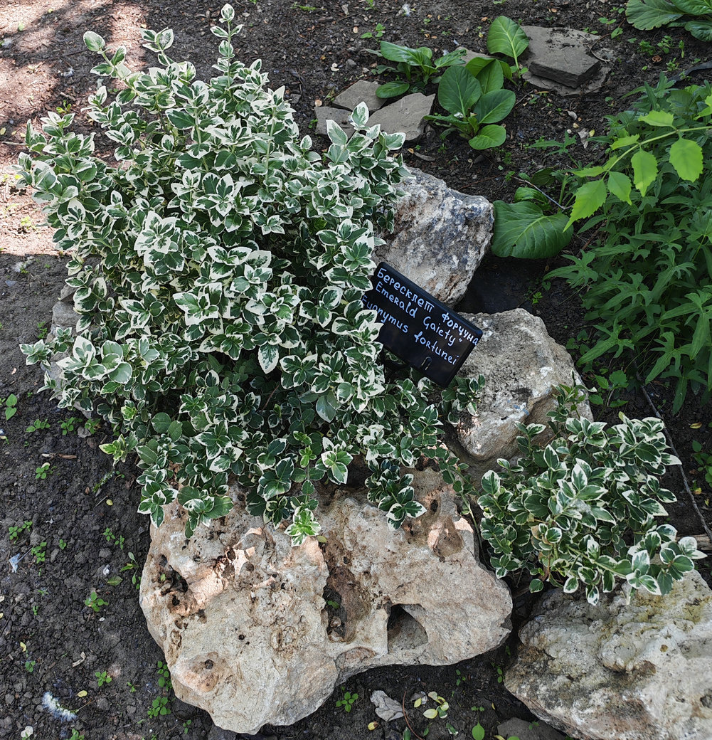 Image of Euonymus fortunei specimen.