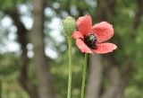 genus Papaver