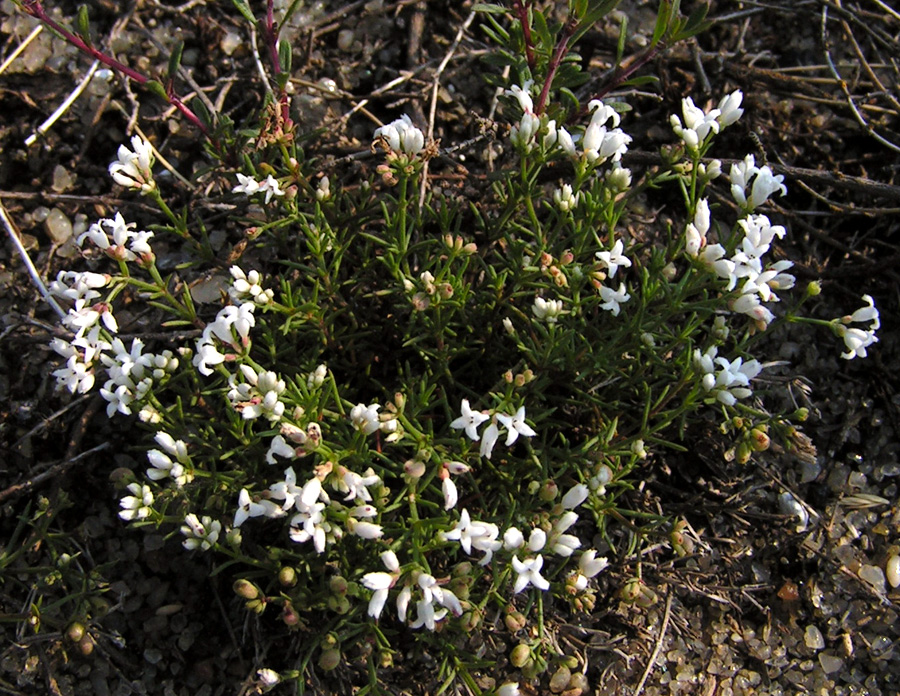 Изображение особи Asperula tephrocarpa.