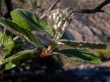 Sorbus taurica
