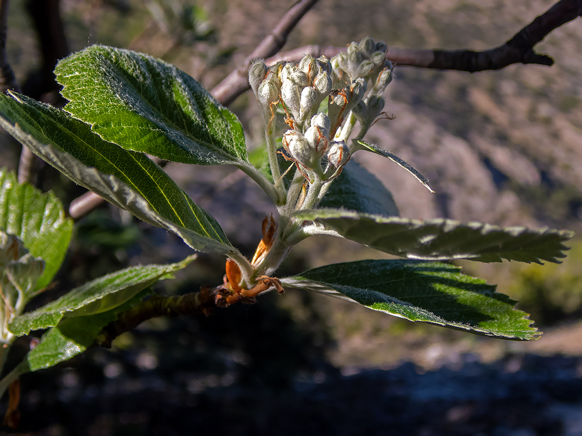 Изображение особи Sorbus taurica.