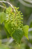 Populus nigra. Верхушка веточки с молодыми листьями и соплодиями. Ростовская обл., Семикаракорский р-н, окр. станицы Кочетовская, пойменные заросли. 10.05.2026.