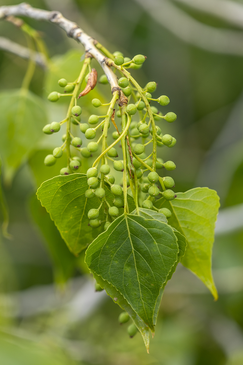 Image of Populus nigra specimen.