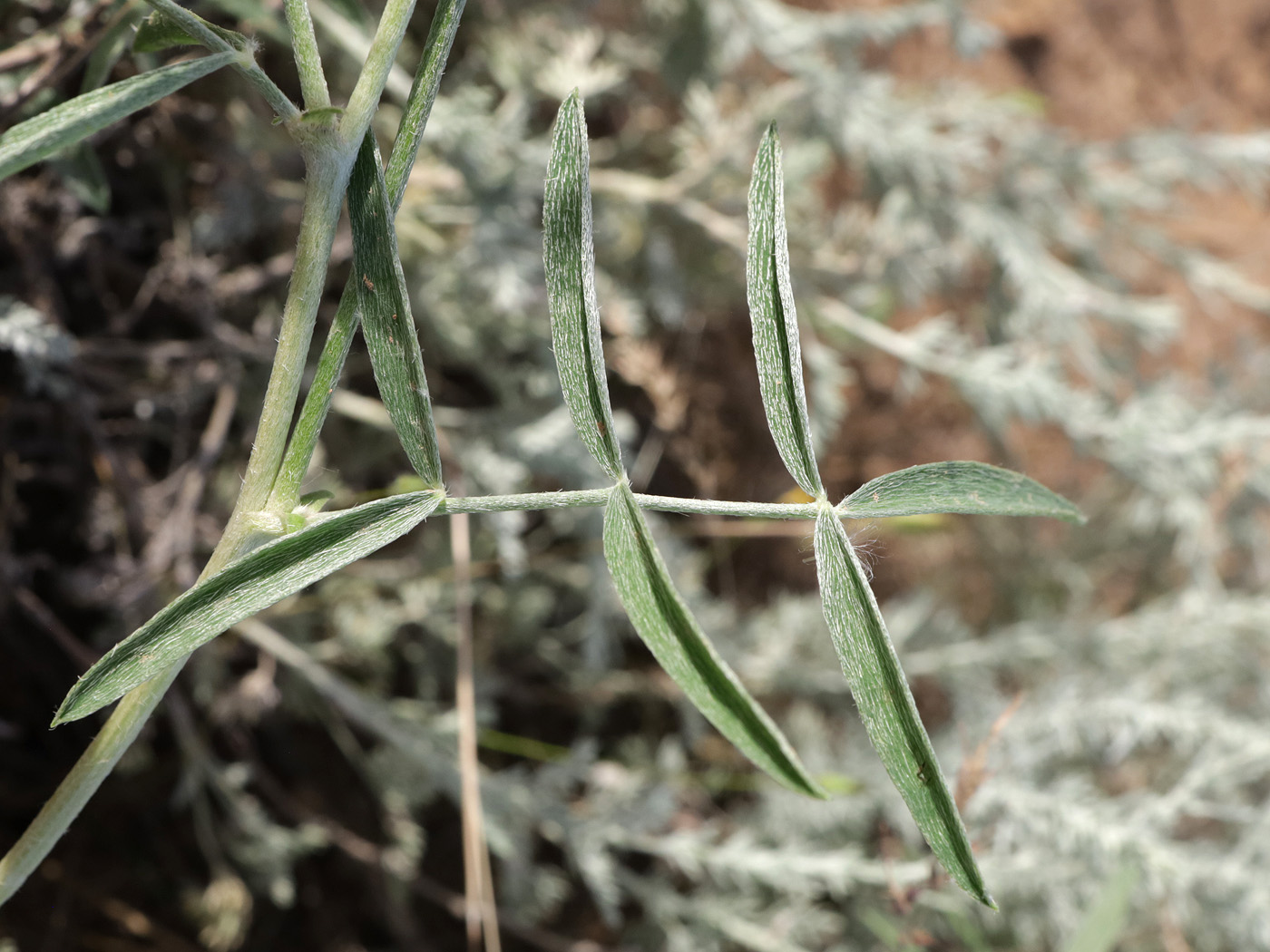 Изображение особи Astragalus astrachanicus.