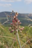 Allium paniculatum. Верхушка побега с соцветием. Крым, Севастополь, окр. с. Резервное, задернованная скала среди шибляка. 05.08.2026.