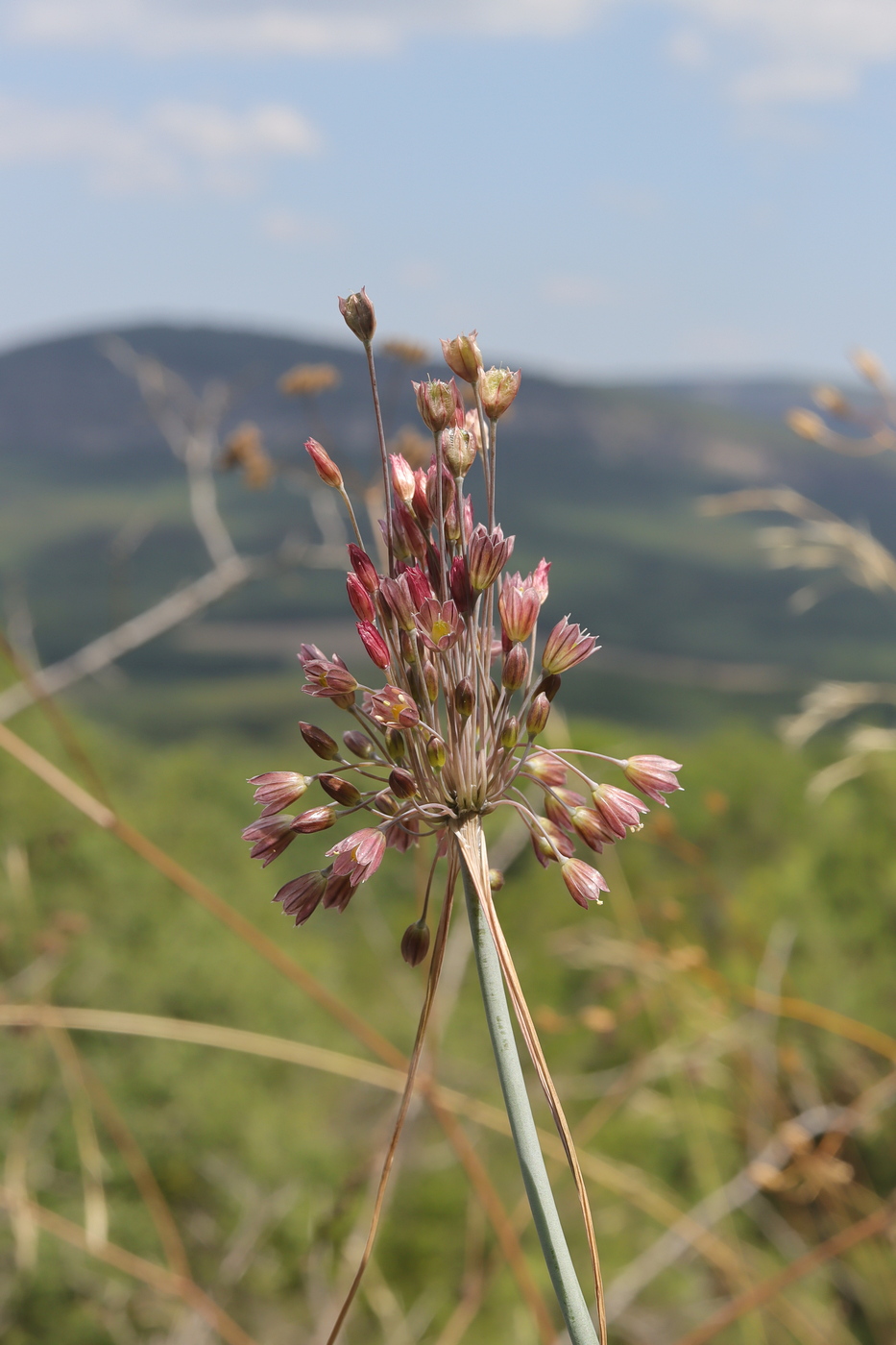 Image of Allium paniculatum specimen.