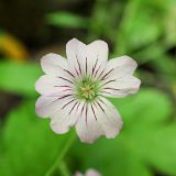 Geranium gracile