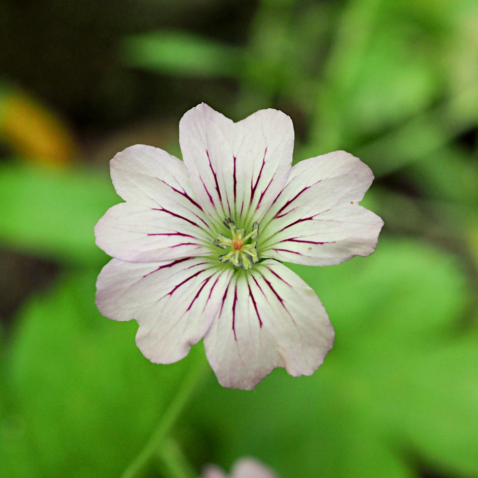 Изображение особи Geranium gracile.