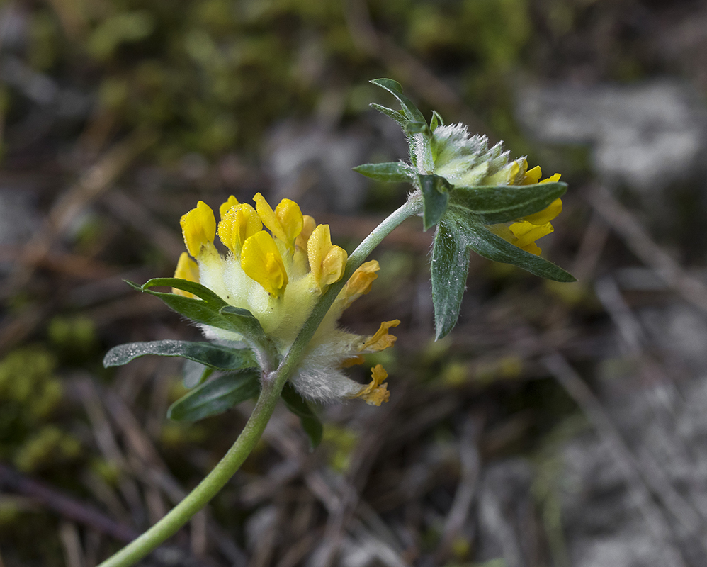 Изображение особи Anthyllis vulneraria.