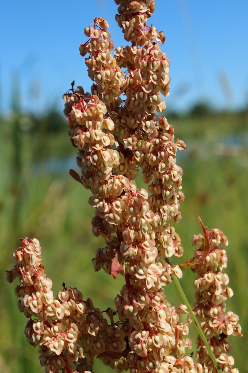 Image of Rumex crispus specimen.