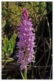 Dactylorhiza fuchsii