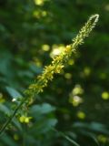 Agrimonia eupatoria subspecies grandis. Соцветие. Республика Молдова, муниципалитет Кишинёв, г. Кодру, на пустыре. 12 июля 2026 г.