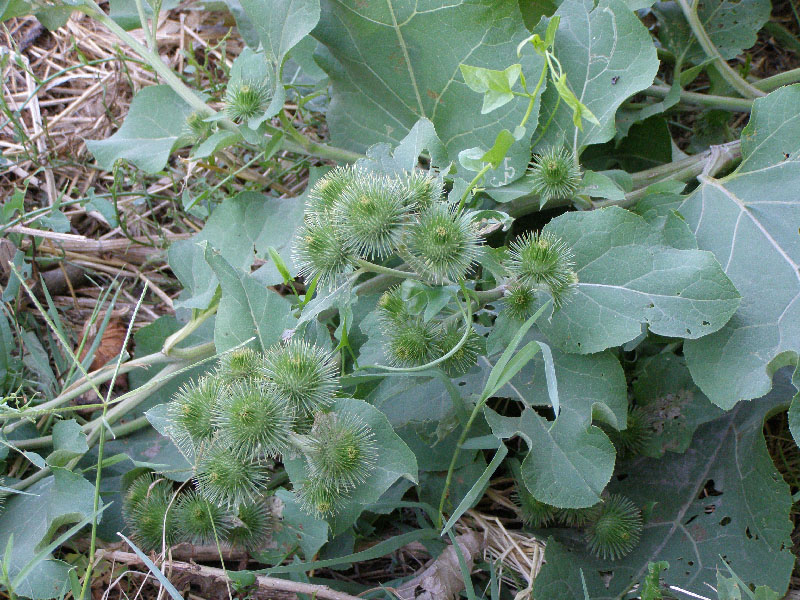 Image of Arctium leiospermum specimen.