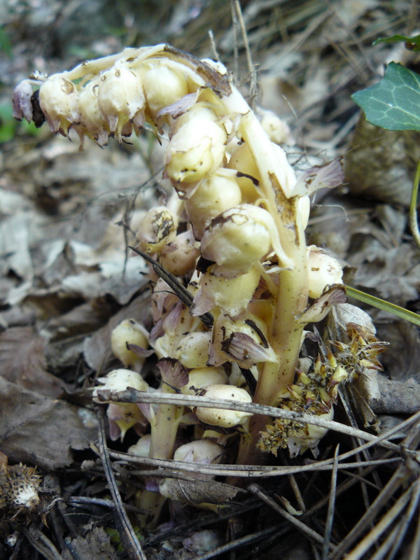 Image of Lathraea squamaria specimen.