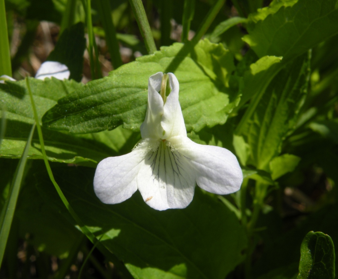 Image of Viola stagnina specimen.