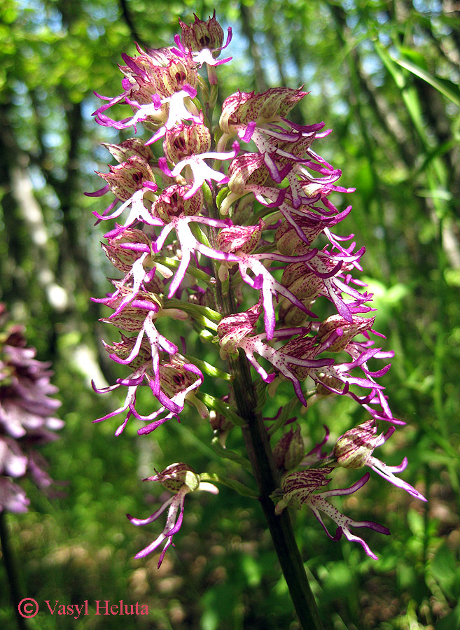 Изображение особи Orchis × angusticruris.