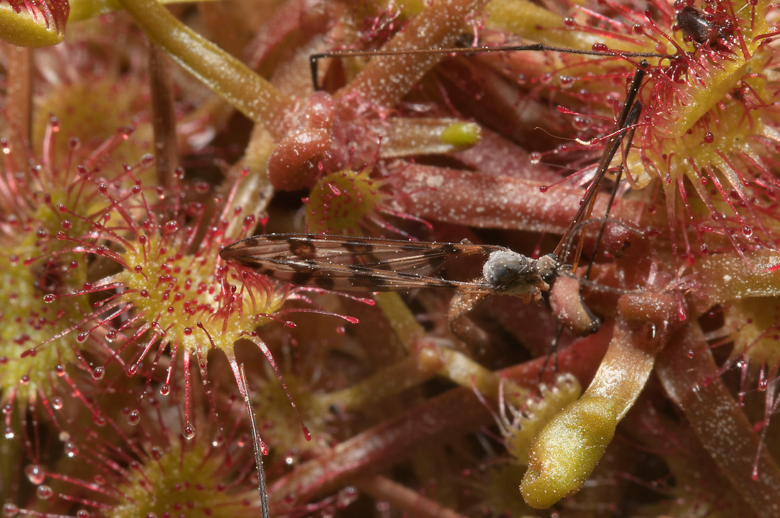 Изображение особи Drosera rotundifolia.