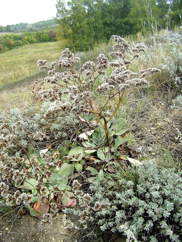 Изображение особи Goniolimon speciosum.