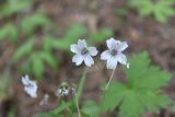 Geranium krylovii