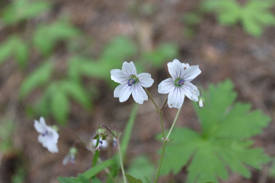 Image of Geranium krylovii specimen.