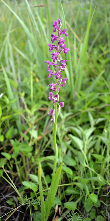 Image of Anacamptis &times; timbalii ssp. reinhardii specimen.