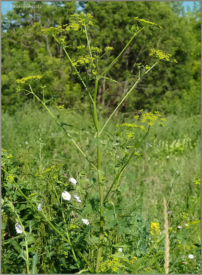 Изображение особи Pastinaca sylvestris.