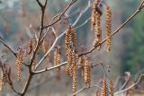 Alnus glutinosa