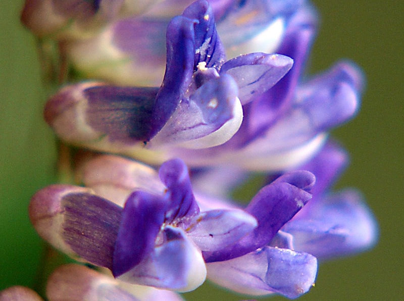 Image of Vicia amurensis specimen.