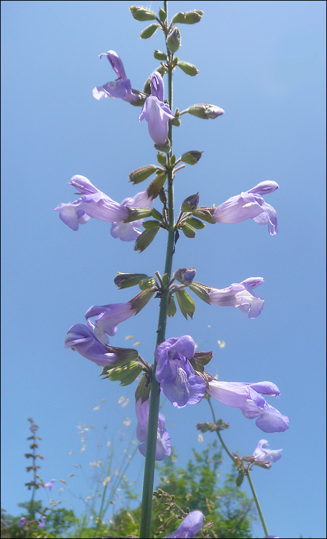 Image of Salvia ringens specimen.