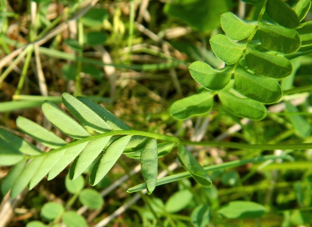 Image of Astragalus subpolaris specimen.