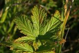 Filipendula stepposa