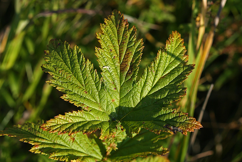 Image of Filipendula stepposa specimen.