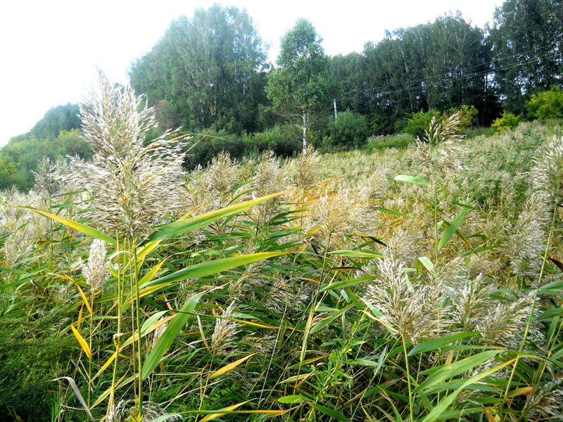 Изображение особи Phragmites australis.