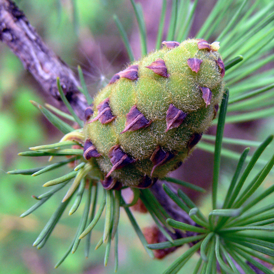 Image of Larix sukaczewii specimen.