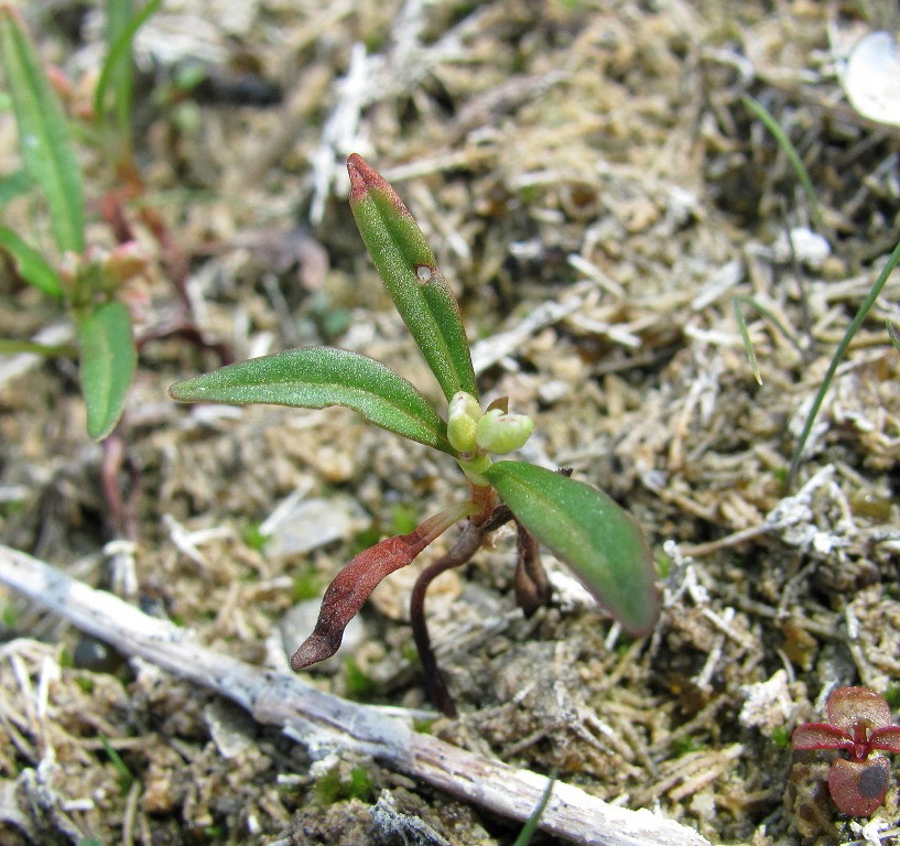 Image of Persicaria &times; hervieri specimen.