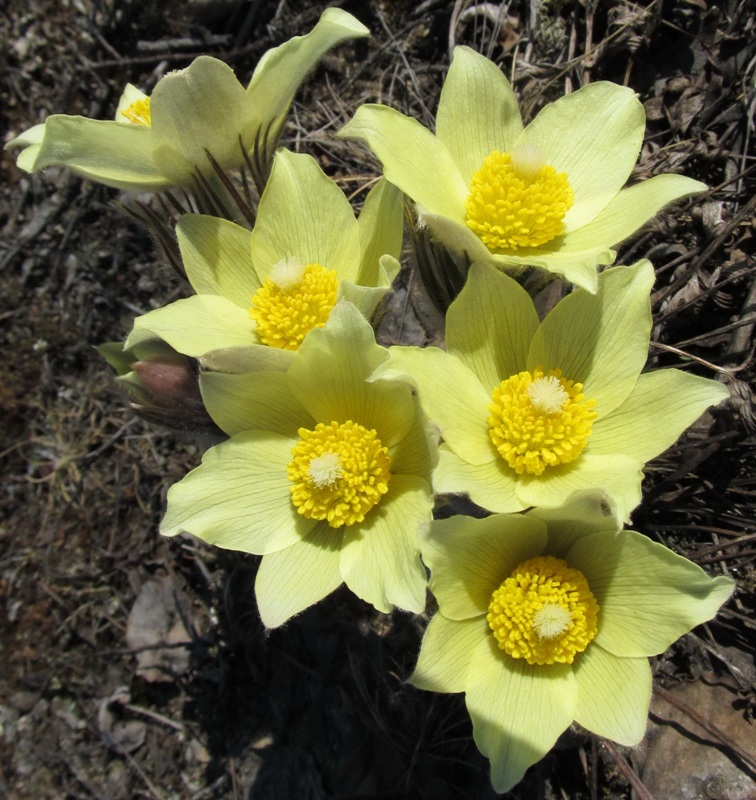 Изображение особи Pulsatilla uralensis.