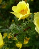 Rosa platyacantha. Побег с цветками. Казахстан, Южно-Казахстанская обл., Аксу. 29.04.2006.