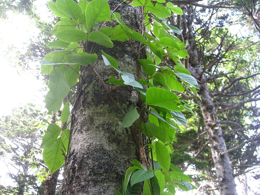 Изображение особи Toxicodendron orientale.