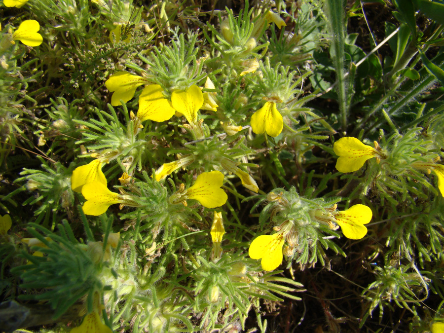 Image of Ajuga chia specimen.