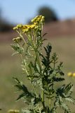 Tanacetum vulgare. Верхушка побега с соцветиями. Ростовская обл., Мясниковский р-н, окр. с. Карпо-Николаевка, долина р. Тузлов. 18.09.2011.