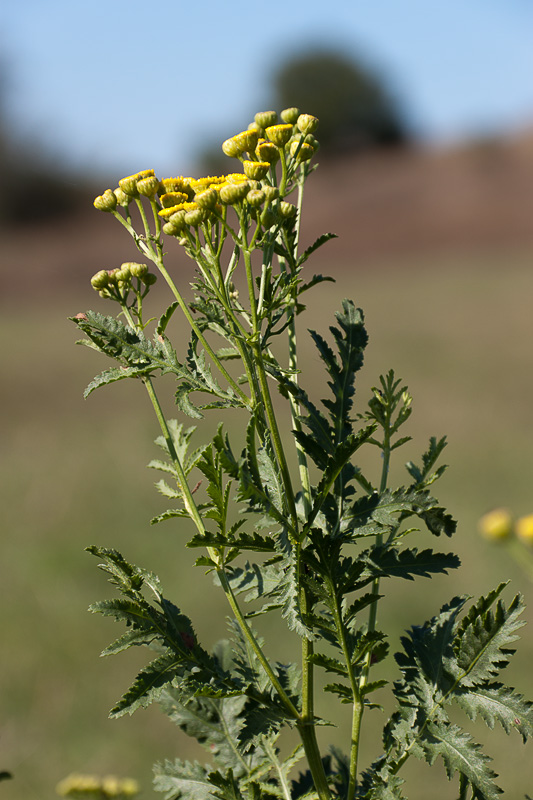 Image of Tanacetum vulgare specimen.