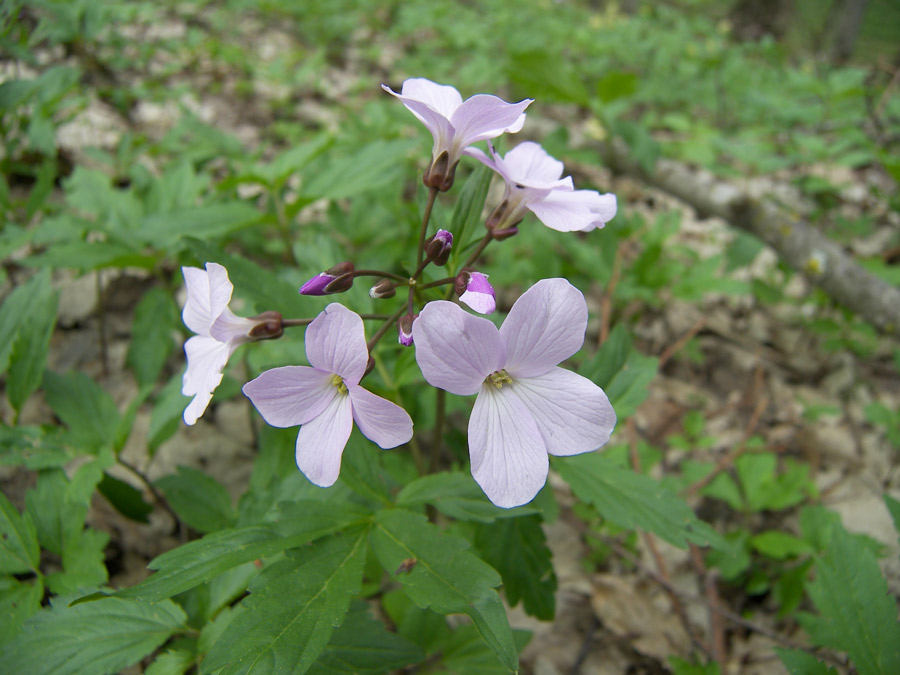 Image of Cardamine quinquefolia specimen.