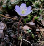 Hepatica nobilis