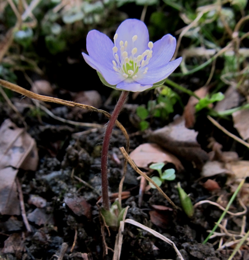 Изображение особи Hepatica nobilis.